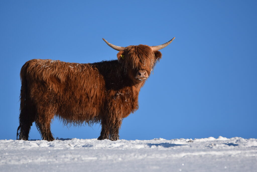 Family Highland Cow Experience Scotland