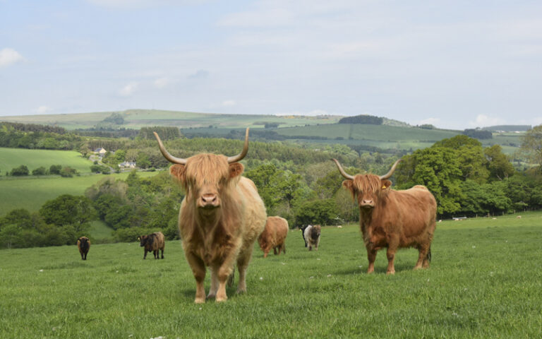 Are highland cows used for meat?