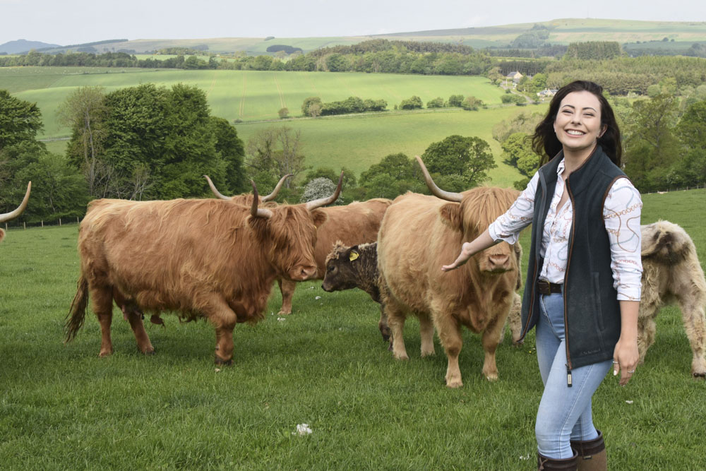 Highland cow experience gift voucher Scottish Borders -makes a great gift