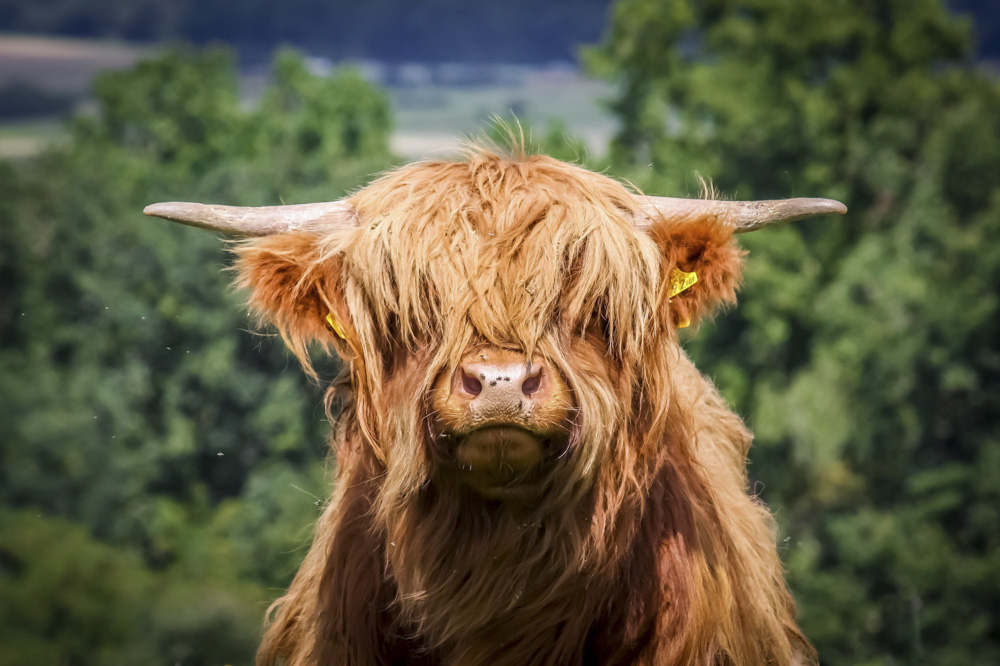 Highland cows at Jacksons at Jedburgh