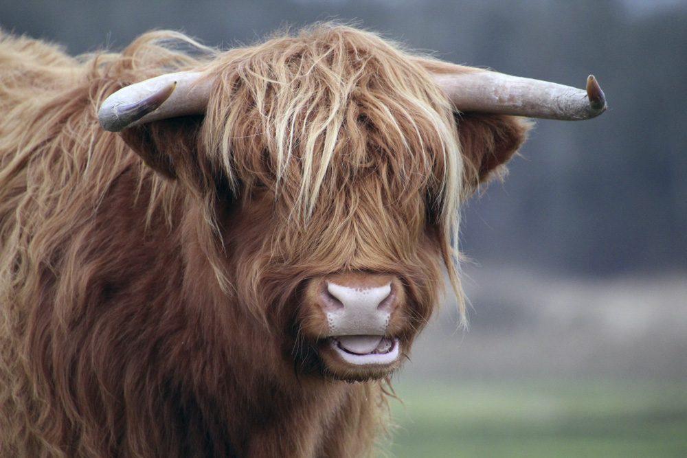Highland cows in Jedburgh, Scottish Borders