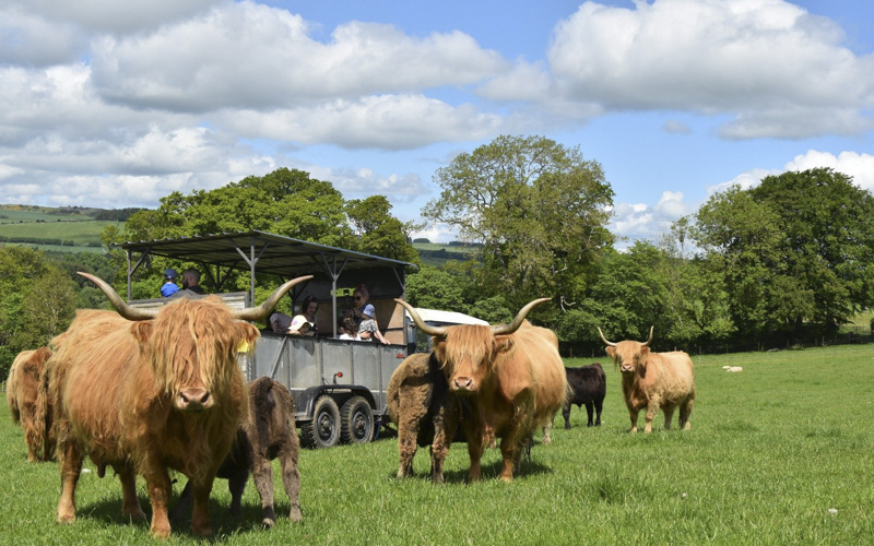Highland cows in Jedburgh, Scottish Borders