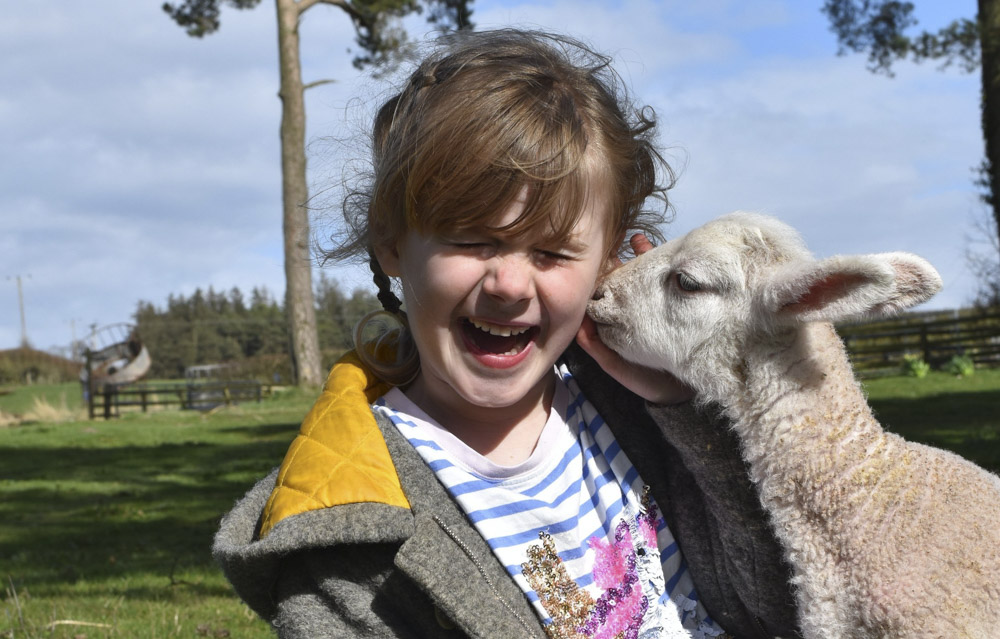 Lamb feeding at the farm