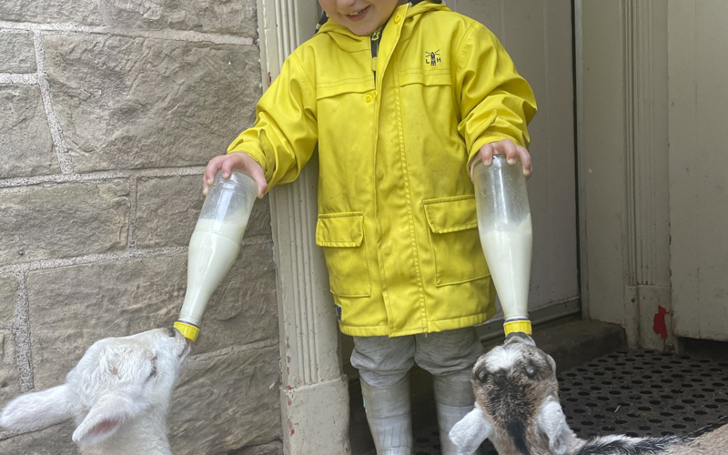 Lamb feeding at the farm