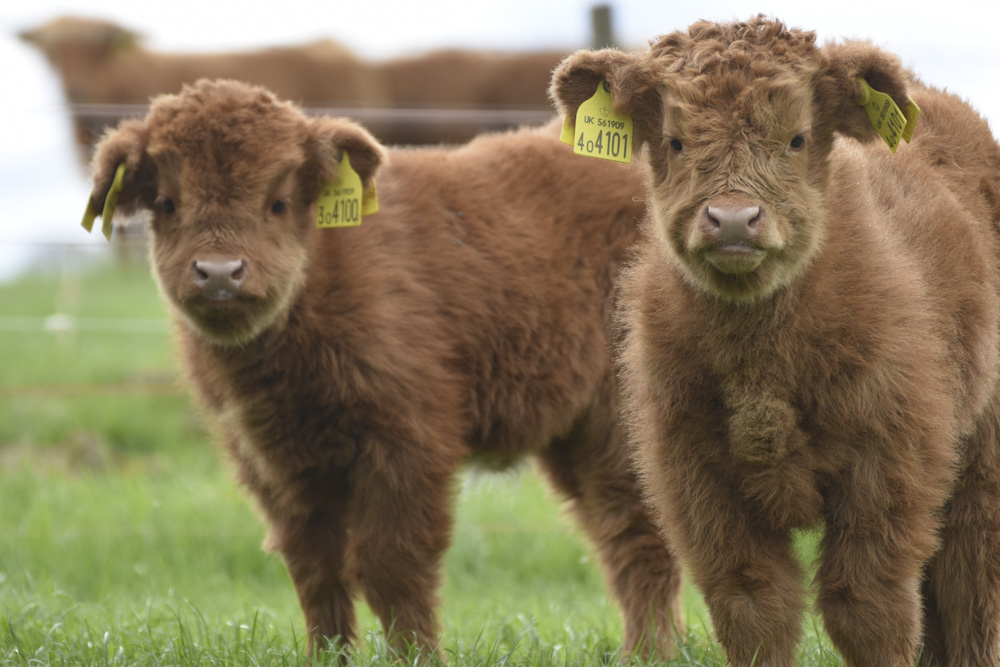 Where to see Highland cows near Edinburgh