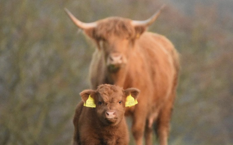 Where to see Highland cows near Edinburgh