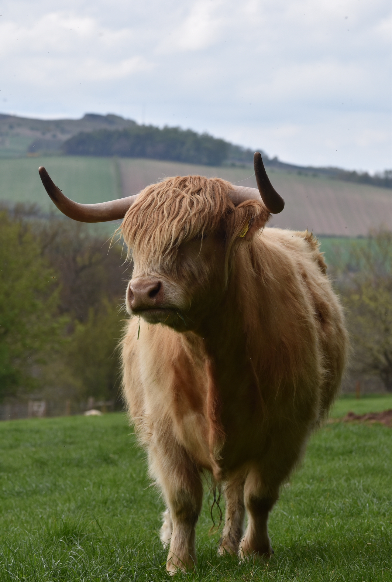Visit Highland Cows near Edinburgh