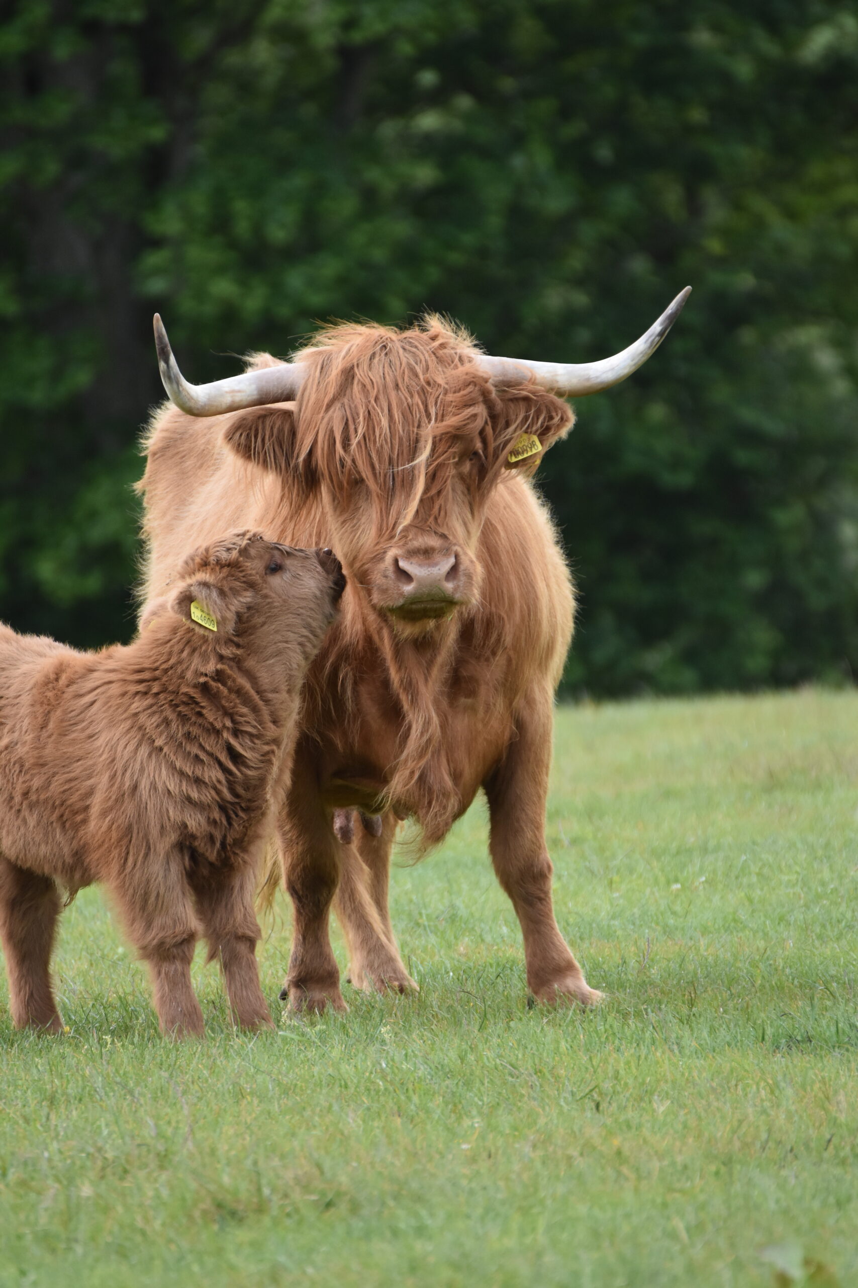 Highland cow close-up on a Scottish Borders farm experience