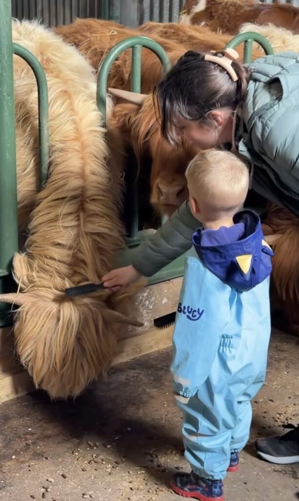 family day out Scottish Borders Highland cows
