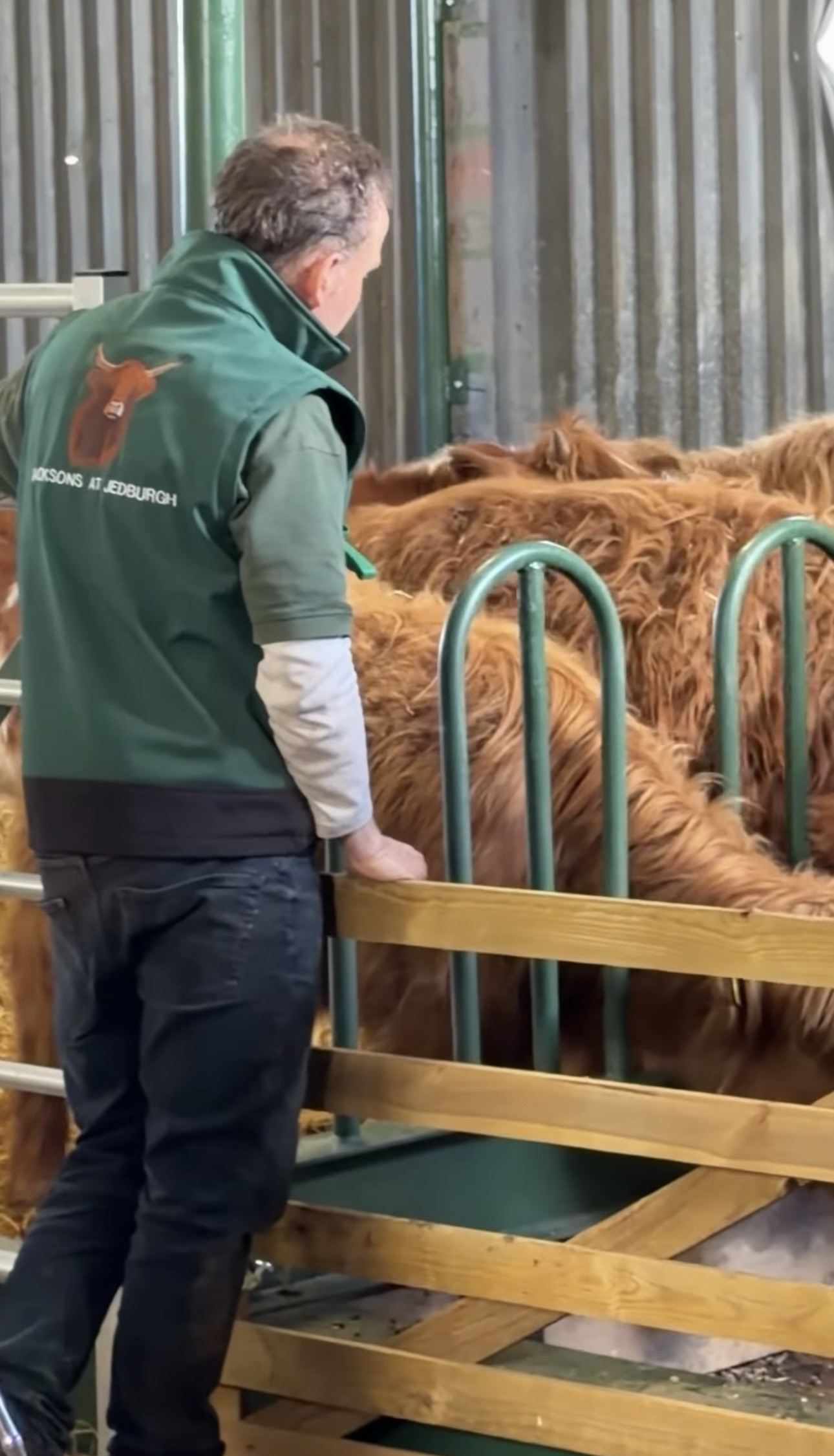 Highland cow experience Scottish Borders trailer ride