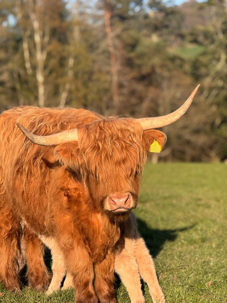 baby Highland cows Scotland