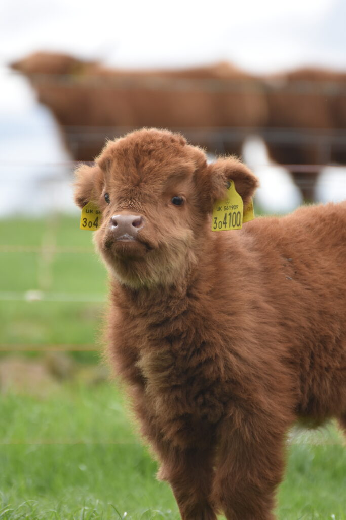 Visit the Highland Cows - Edinburgh