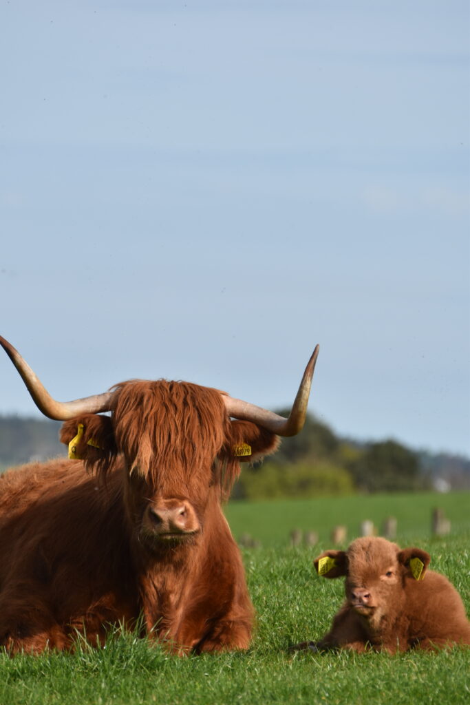 Edinburgh Festival - Farm Visit Scottish Borders