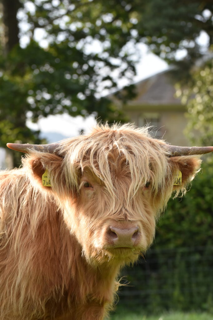 Highland cows Scottish Borders