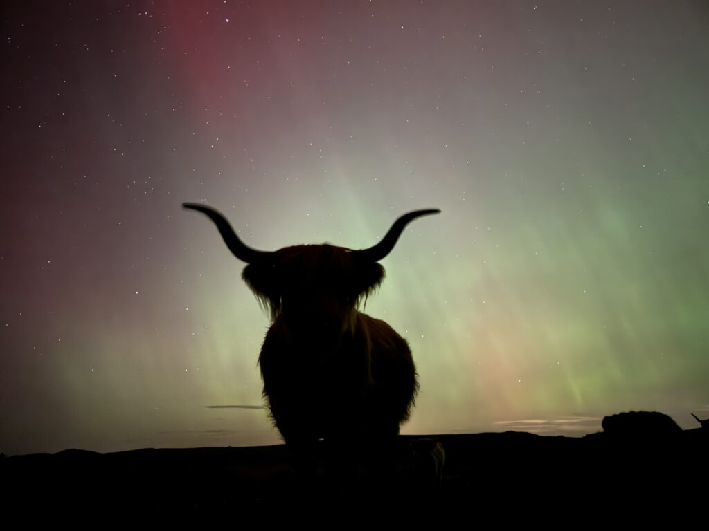 Meet Highland cows Scotland