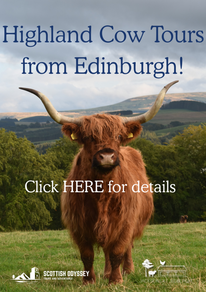 Highland Cow Tours from Edinburgh to Jedburgh farm