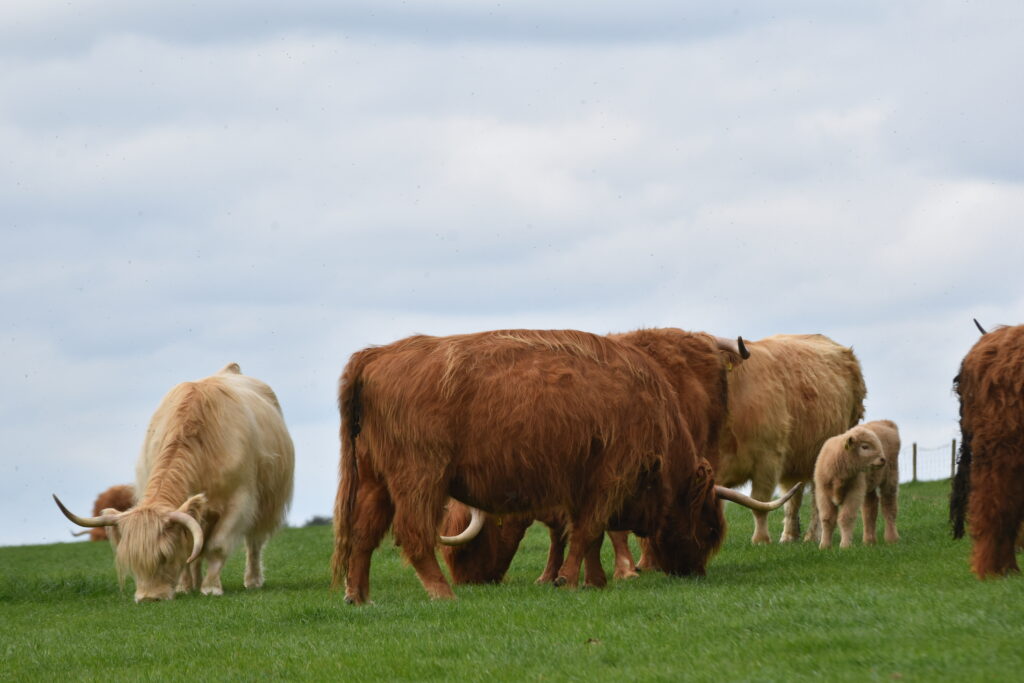 Visitors enjoying a Highland Cow Experience in Scotland